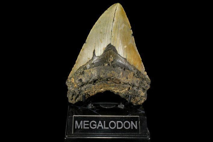 Fossil Megalodon Tooth - North Carolina #109777